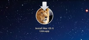 Tips For A Valuable Lion Experience